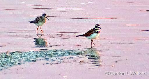 Yellowlegs & Killdeer At Sunrise_DSCF21161.jpg - Lesser Yellowlegs (Tringa flavipes) and Killdeer (Charadrius vociferus) photographed near Lindsay, Ontario, Canada.